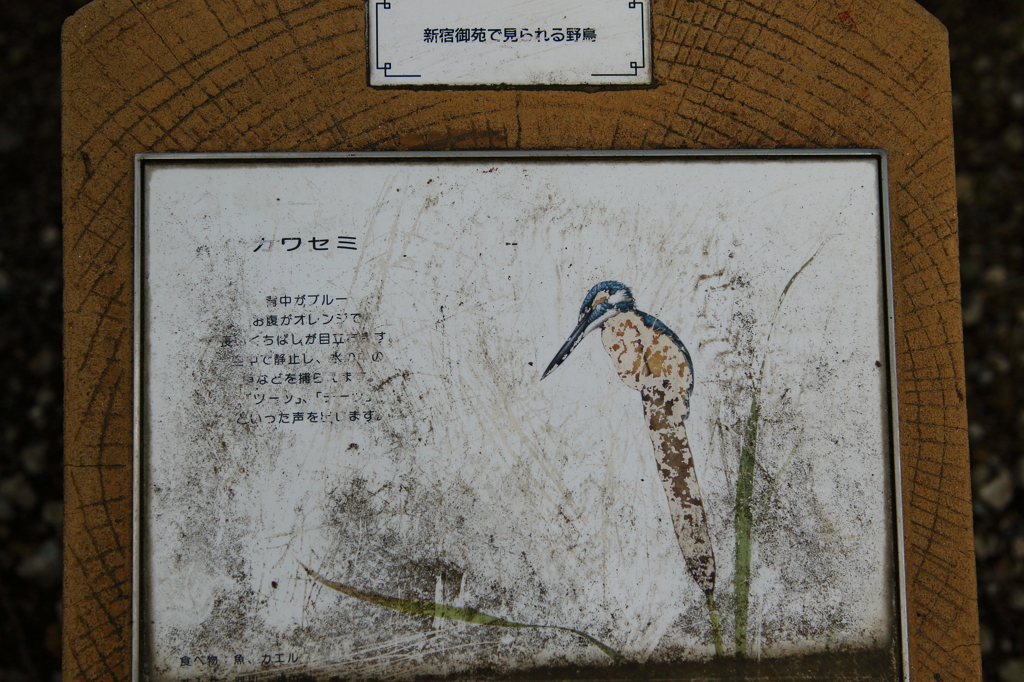 新宿御苑　カワセミ