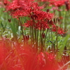 ここに咲く花