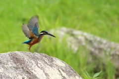 カワセミ　つま先立ち