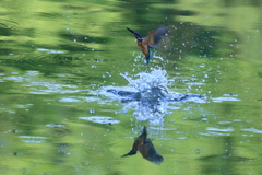 早朝のカワセミ　飛び込み