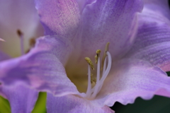 ブルーアマリリスの花弁