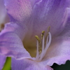 ブルーアマリリスの花弁