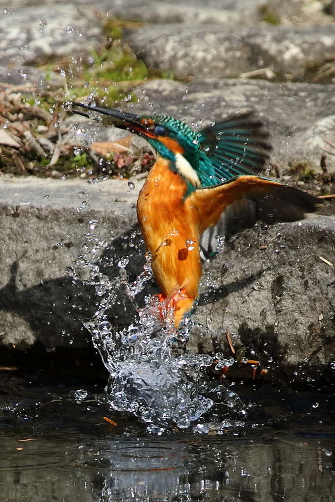 カワセミ　垂直跳び