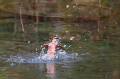 水上への帰還3