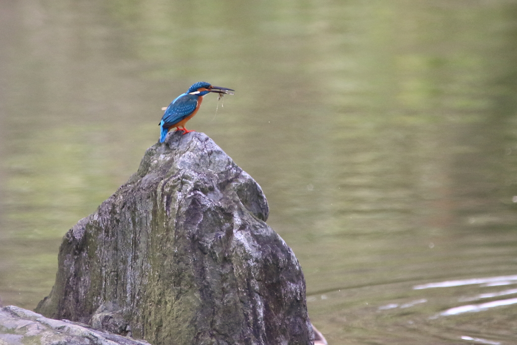 公園のカワセミⅡ