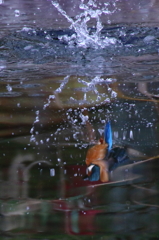 水中カワセミ