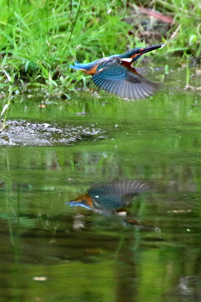 夕刻のカワセミ