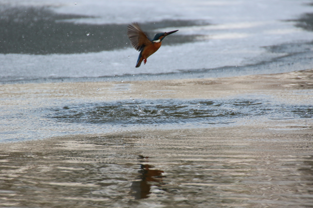 ダイブするもⅡ