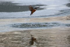 ダイブするもⅡ