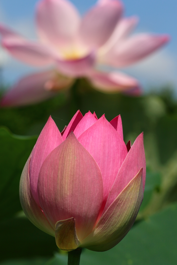 主役の蓮花　前の花