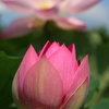 主役の蓮花　前の花