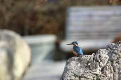 公園のベンチ前