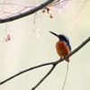カワセミ　暖かい日和