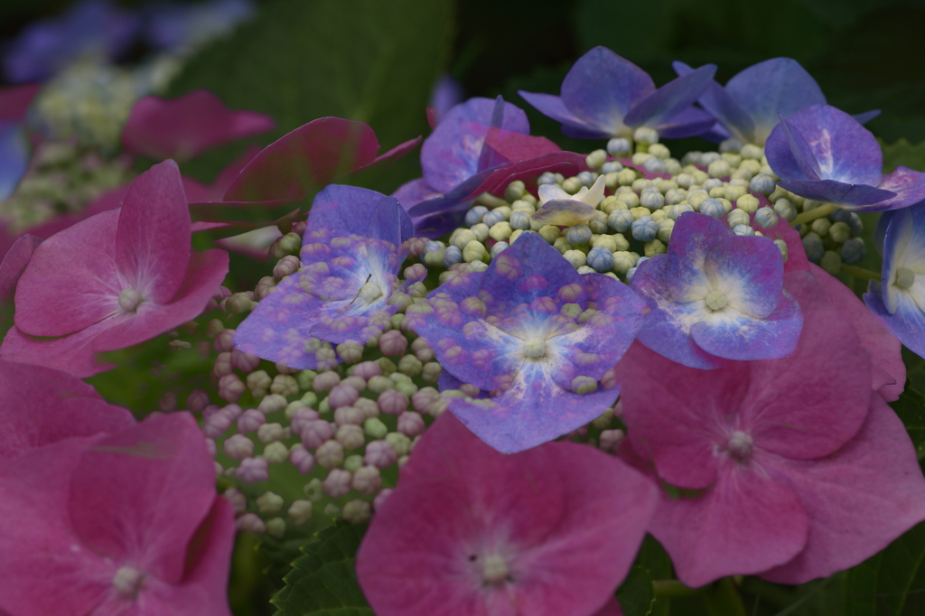 再び紫陽花園　2