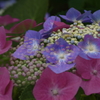 再び紫陽花園　2