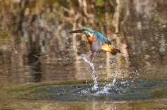 公園池のカワセミ