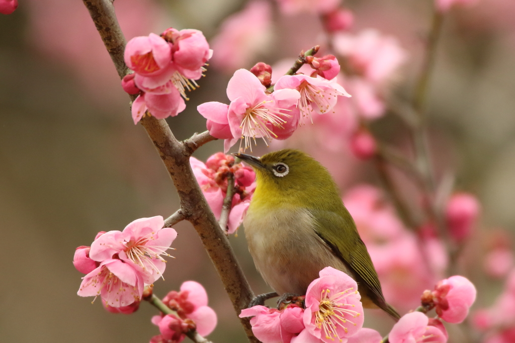 梅の香りに誘われてその3