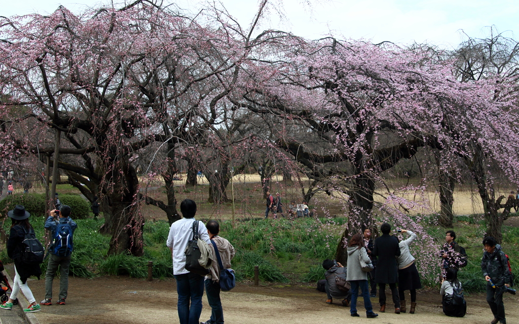 新宿御苑　枝垂れ桜の撮影