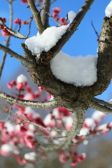 着雪の梅Ⅰ