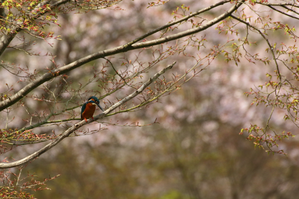 カワセミ　桜色バックに