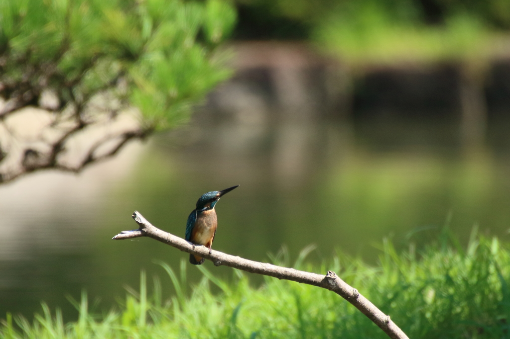 公園のカワセミ