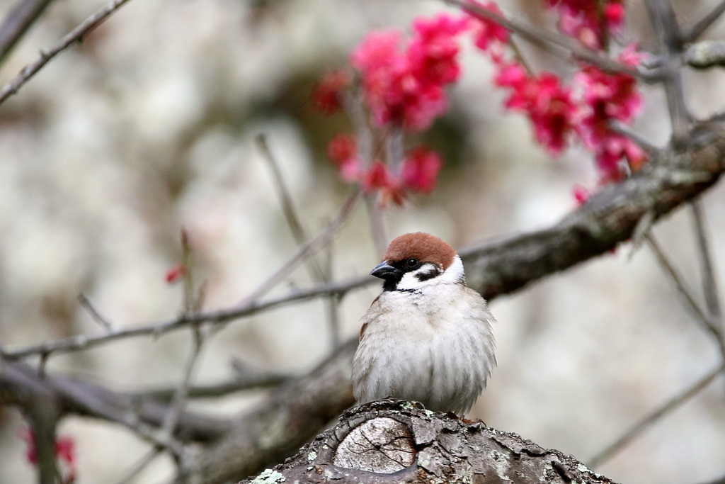 梅スズメ