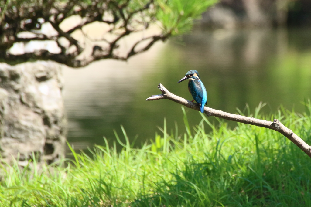 公園のカワセミ