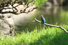 公園のカワセミ
