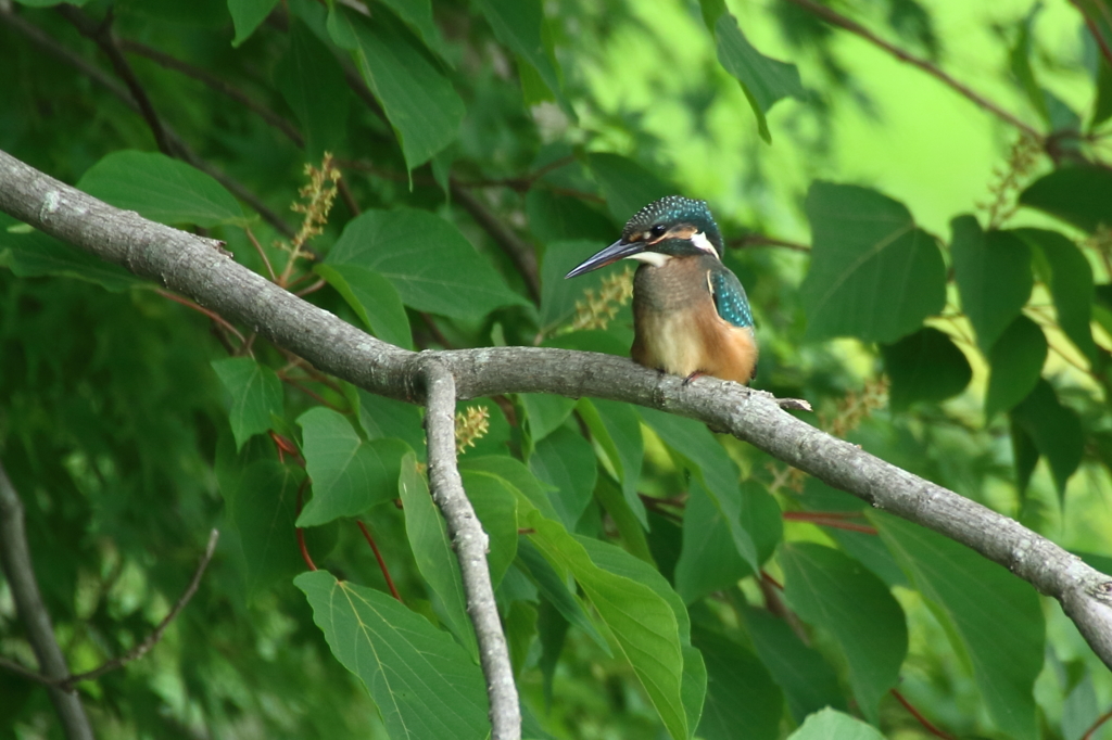 カワセミの子　休憩