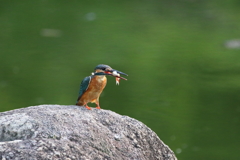 公園のカワセミ　魚捕食