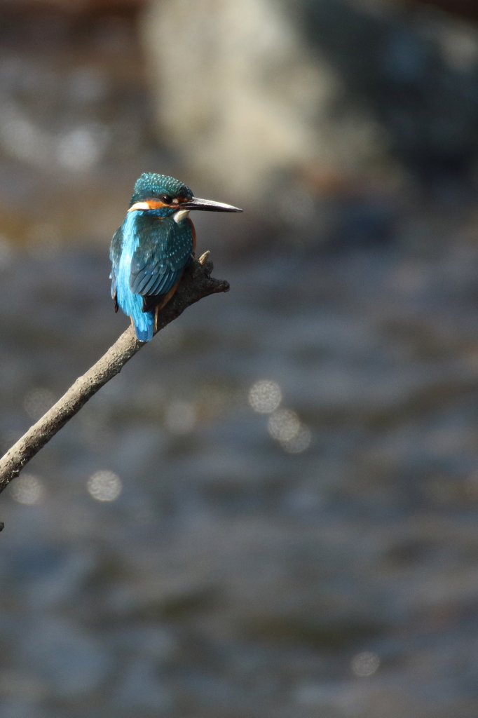 Uさんの止まり木