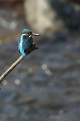 Uさんの止まり木