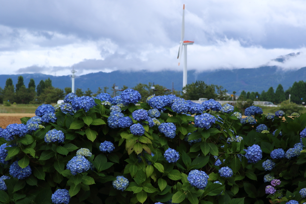 紫陽花便り2
