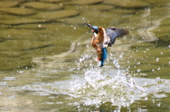 カワセミ　水際ショット