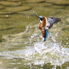 カワセミ　水際ショット
