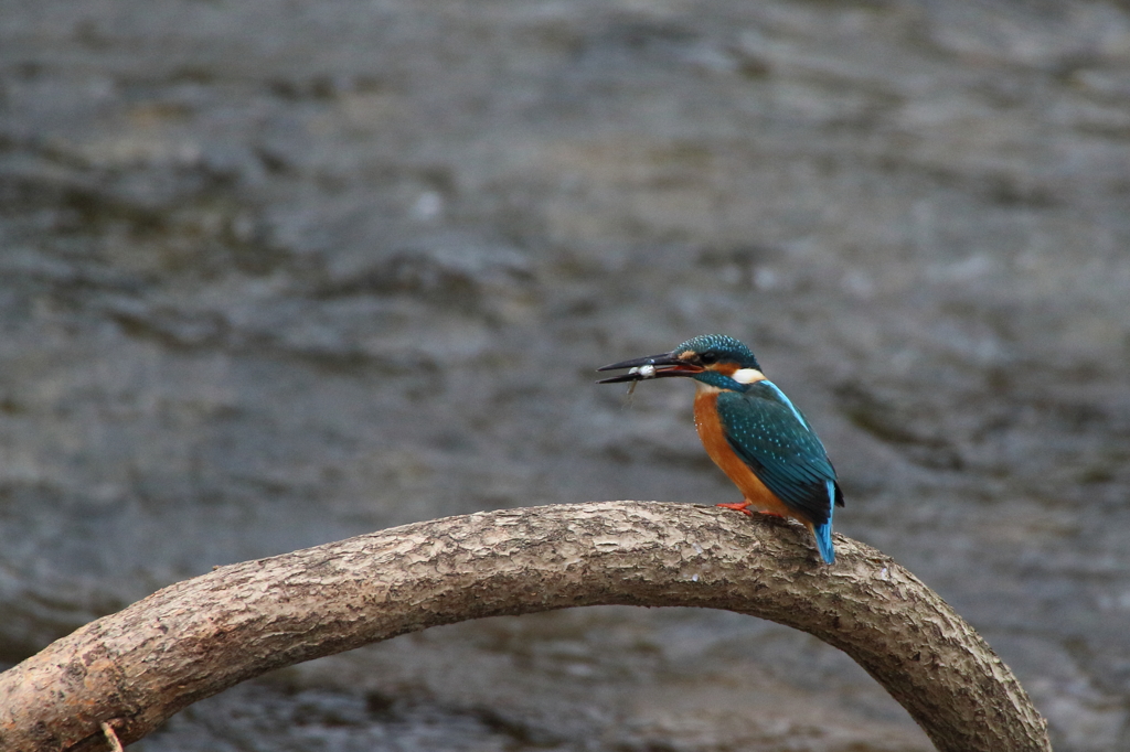 特別な止まり木