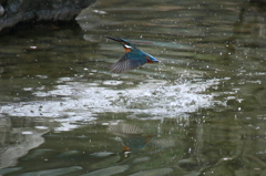 カワセミ　いきなり水浴び