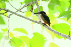 逆光の子　元気に育て！