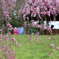 桜の下で