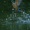 カワセミ　明暗のダイブ
