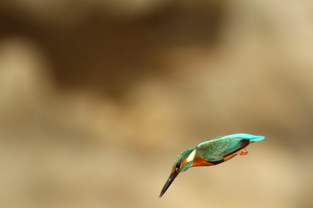 ホバ、これのみ...