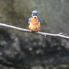 カワセミ　向き合う