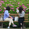 別嬪さん達