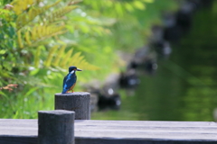 カワセミブルー　初夏