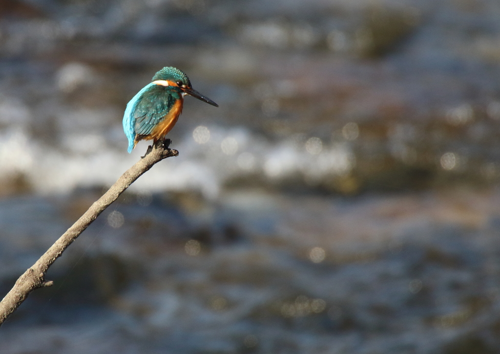 Uさんの止まり木（撮り納め）