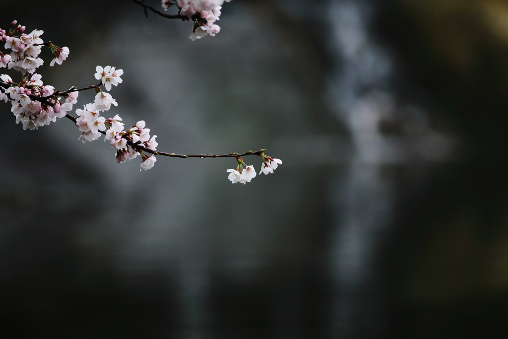 水辺の桜