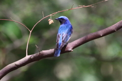 夏の鳥　オオルリ