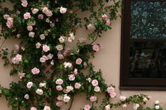 ガーデンチャペルのバラ