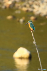 夕方のカワセミ