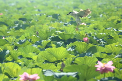 琵琶湖の鳥たち2